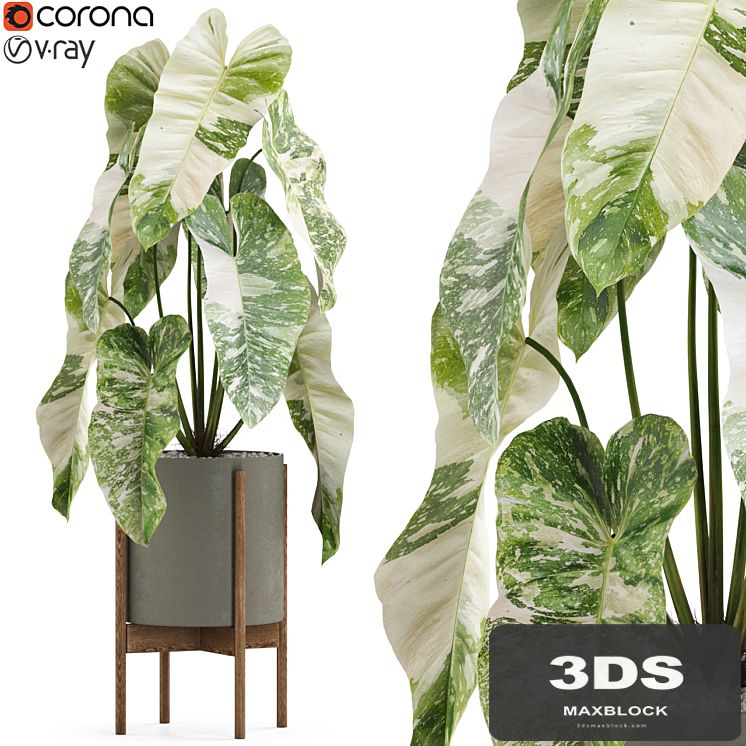 Plants collection 522
