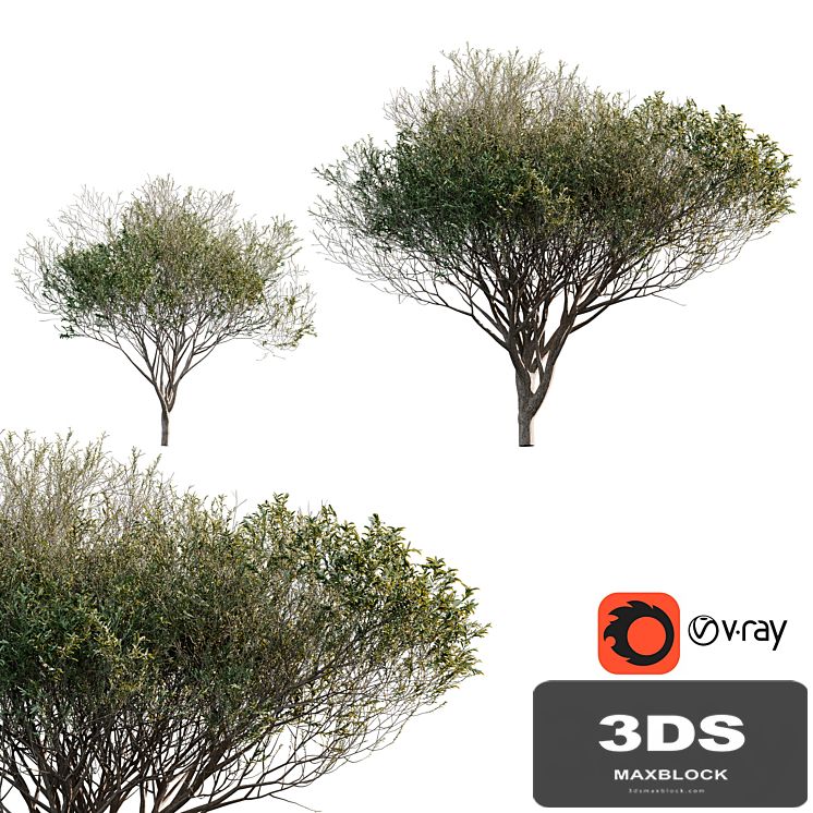 Acacia tortilis (Vachellia tortilis)