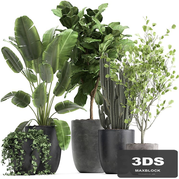 Collection of plants in black pots with Strelitzia, Ficus lyrata, tree, ivy, banana palm, ravenala. Set 961.