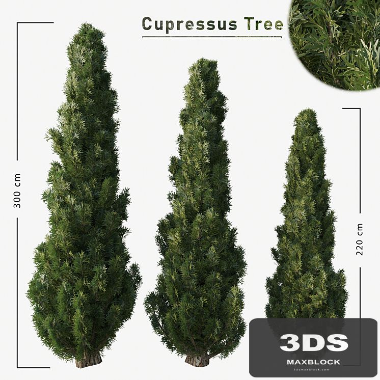 Cupressus tree