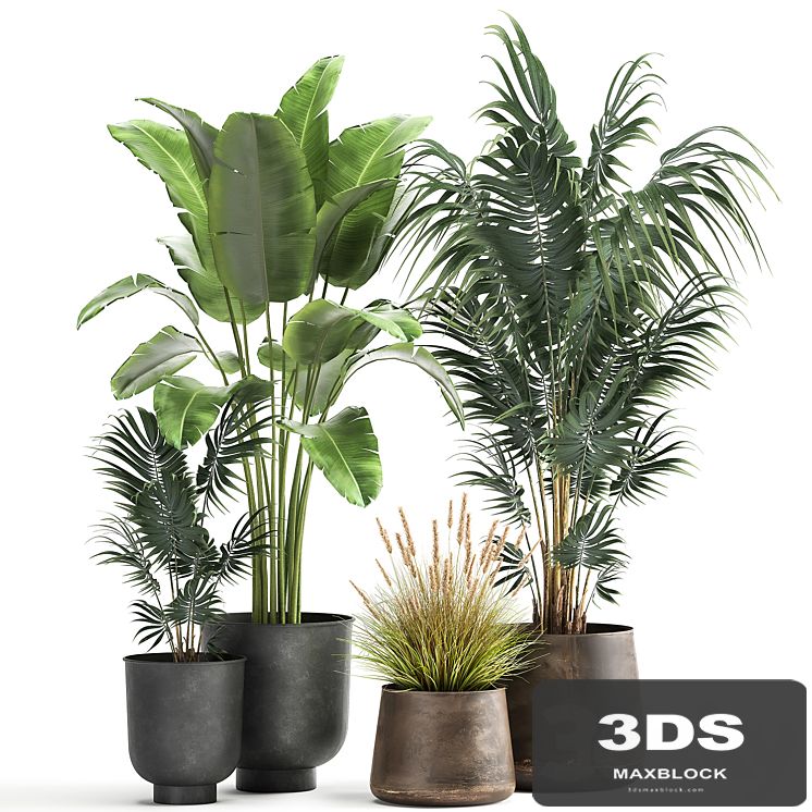 Decorative small Banana palm in a metal pot Strelitzia, Howea. Set 964.