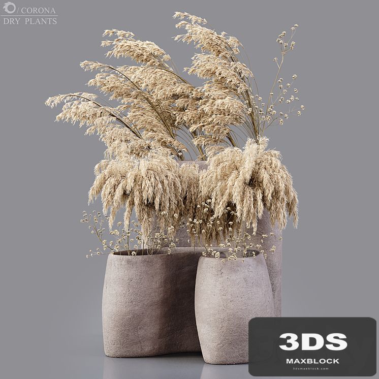 Dry plants