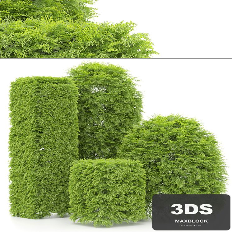 shaped Bush plants 02