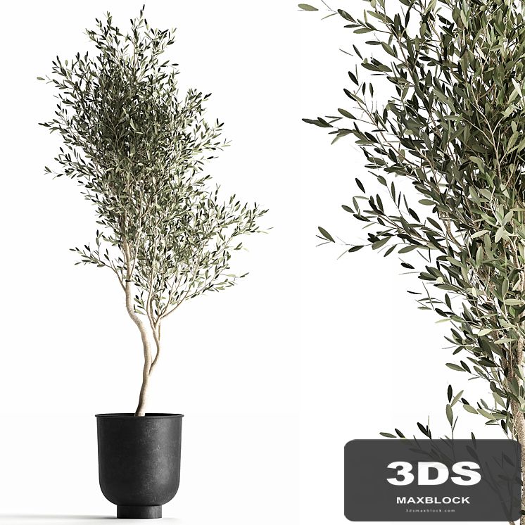 A small olive tree in a black metal pot and a flowerpot.  966.