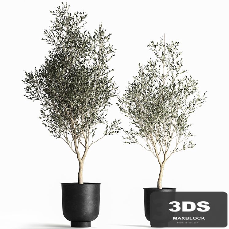 A collection of small Olive trees in a black metal pot and flowerpot. Set 967.