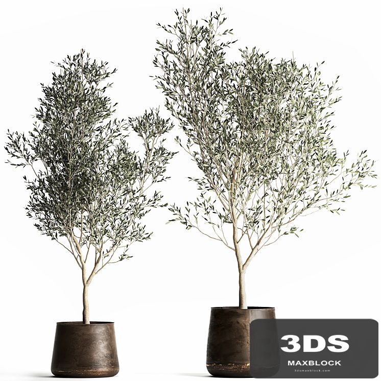 A collection of small Olive trees in a rusty metal pot and flowerpot. Set 968.
