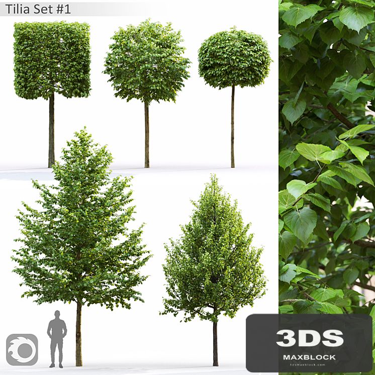 Tilia