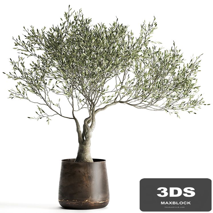 A small olive tree in a rusty metal pot and flowerpot.  969.