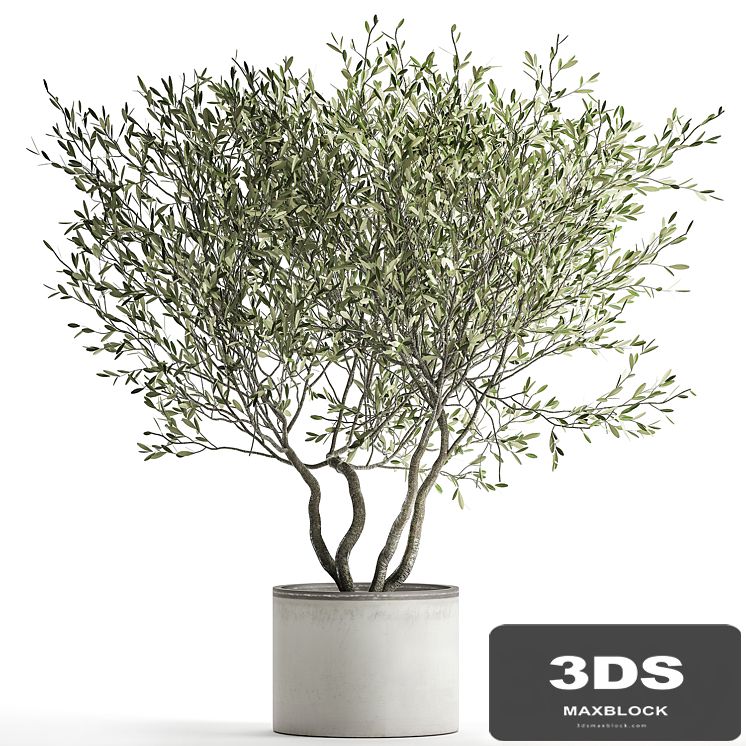 Decorative tree small Olive topiary in a white pot and flowerpot.  970.