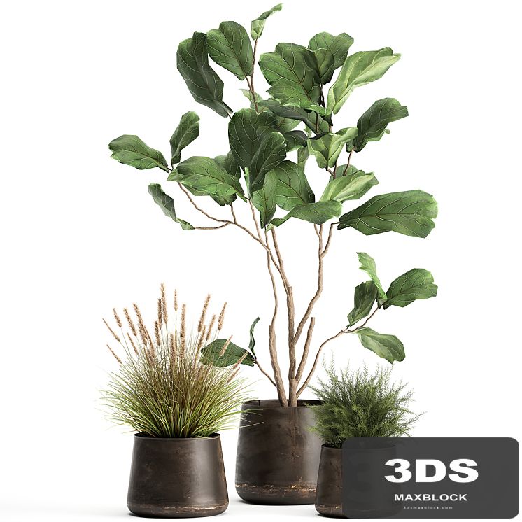 A collection of potted plants with a small Ficus lyrata tree with large leaves. Set 971.