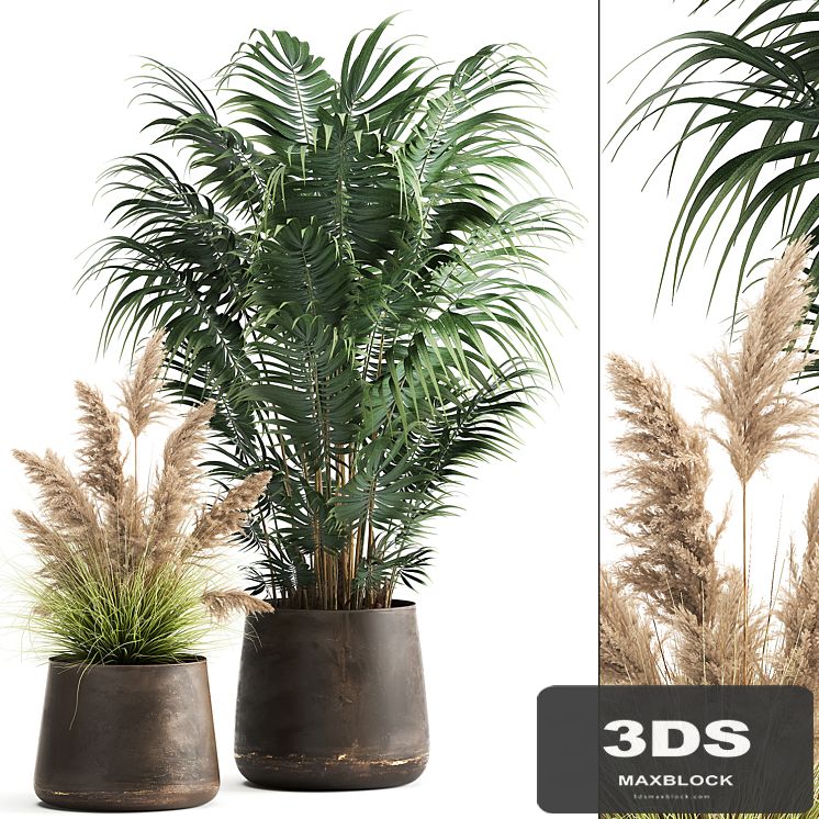 Collection of plants in metal pots with Pampas grass, Cortaderia, palm Howea. Set 973.