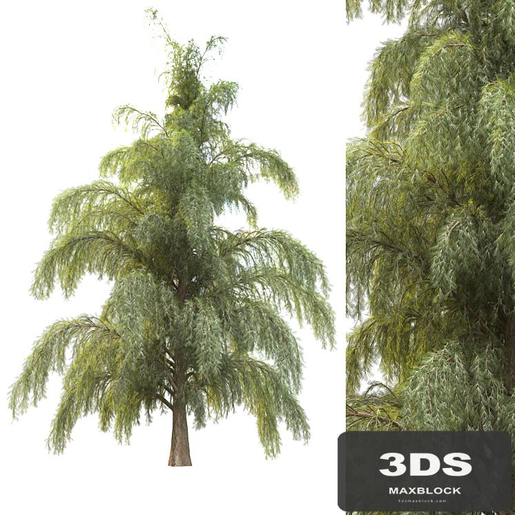 tree for landscape12 (pine tree)