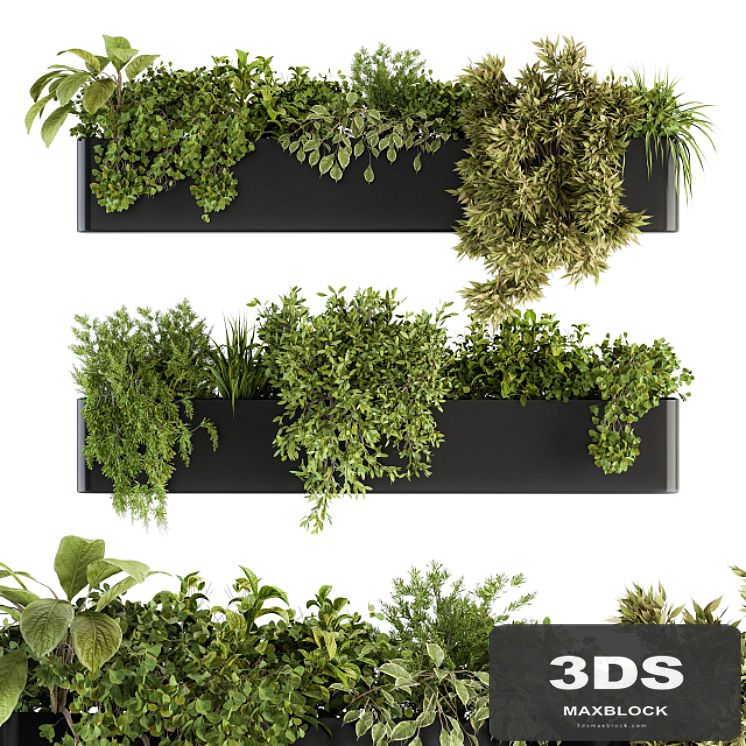 indoor Plant Set 210 - Hanging Plants