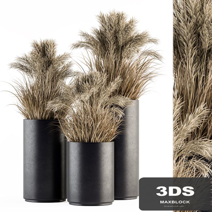 indoor Plant Set 224 -Big Pampas