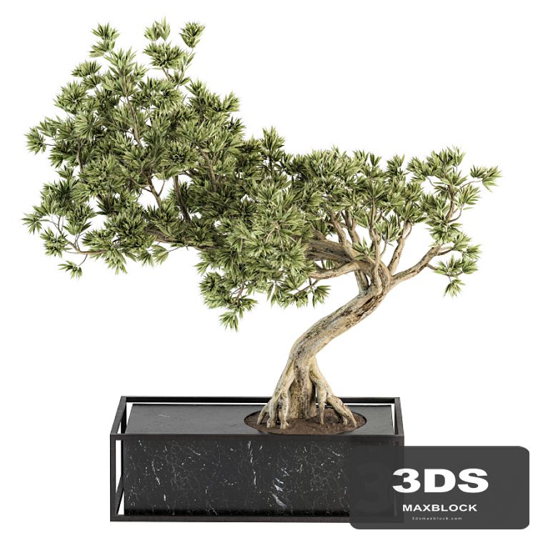 indoor Plant Set 225 - Bonsai Plant