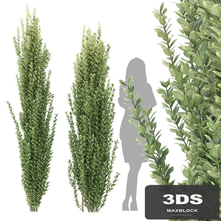 Ilex crenata tree
