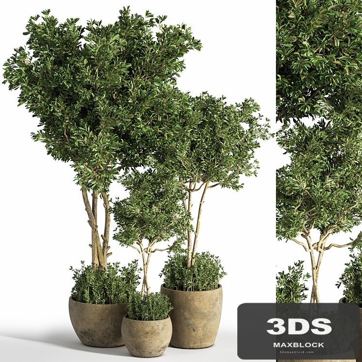 Indoor_Plant_Set_25