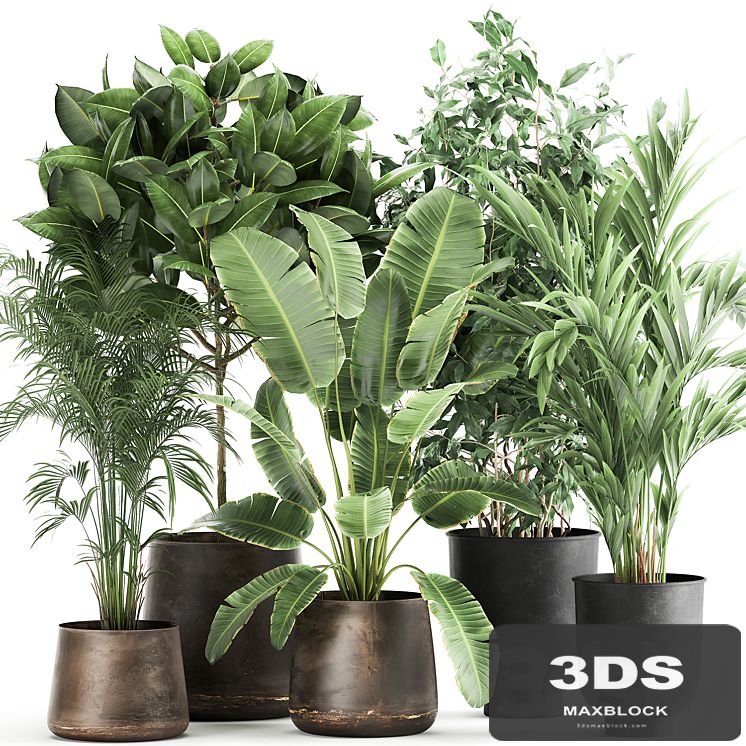 Collection of plants in metal pots and vases Strelitzia, Ravenala, Banana palm, hovea, ficus, tree Set 978.