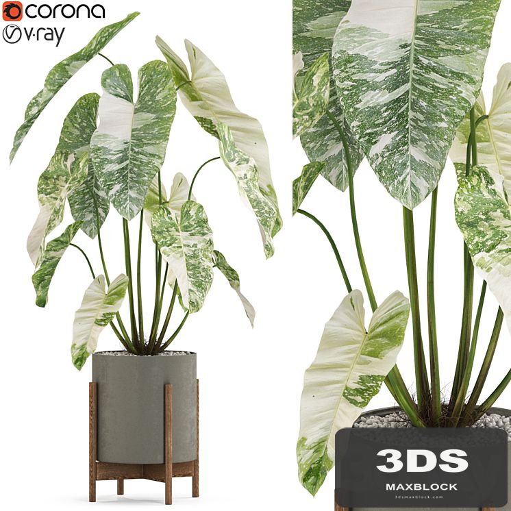Plants collection 524