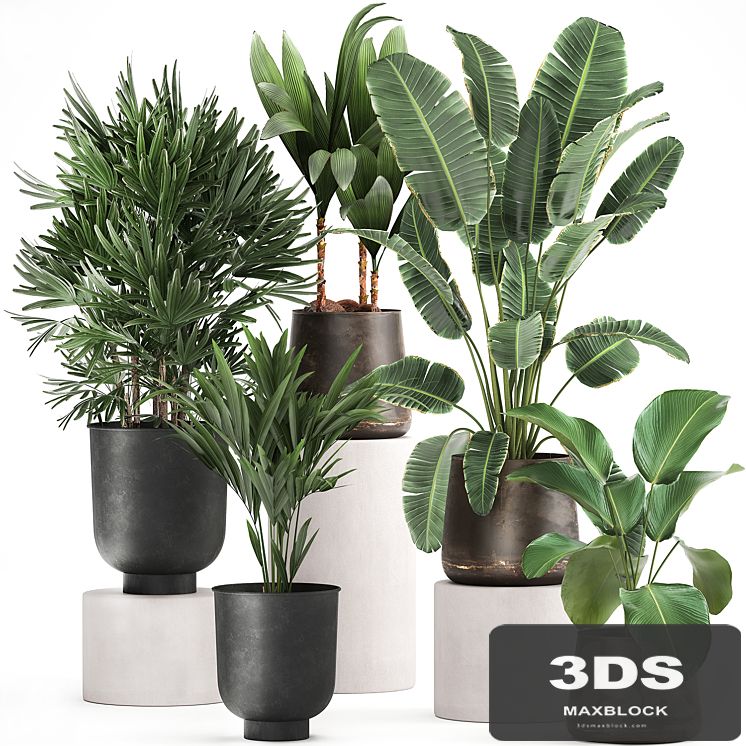 Collection of plants in metal pots and vases Strelitzia, Ravenala, Banana palm, Howea, Raphis. Set 981.