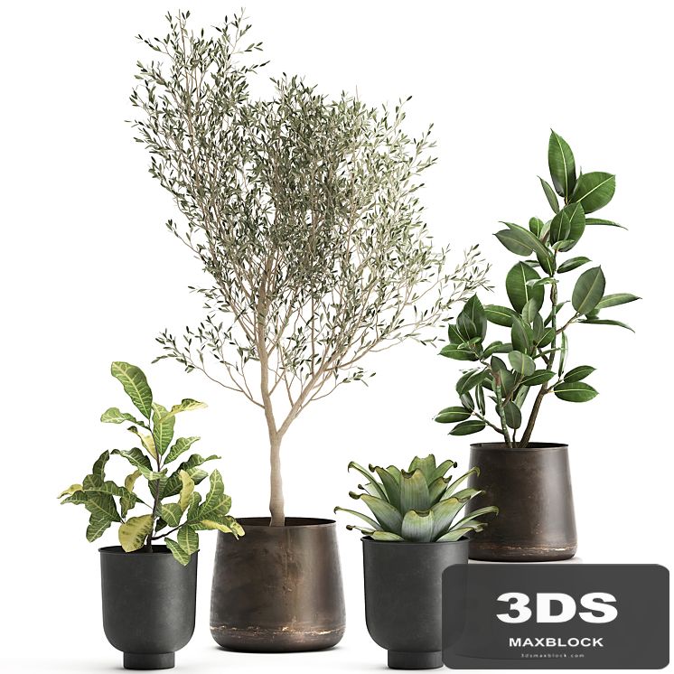 A collection of plants in rusty metal pots with a small olive tree, ficus, croton. Set 982.
