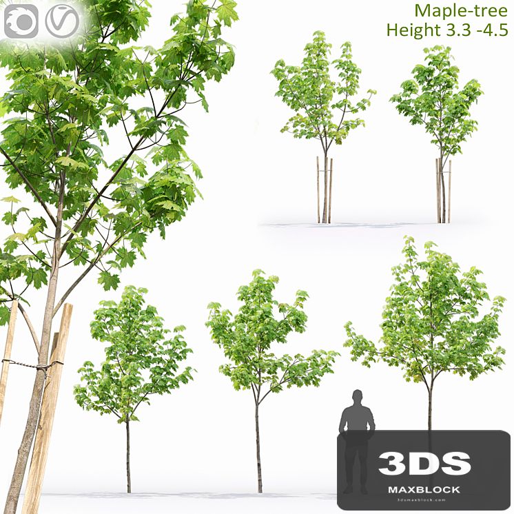 Acer