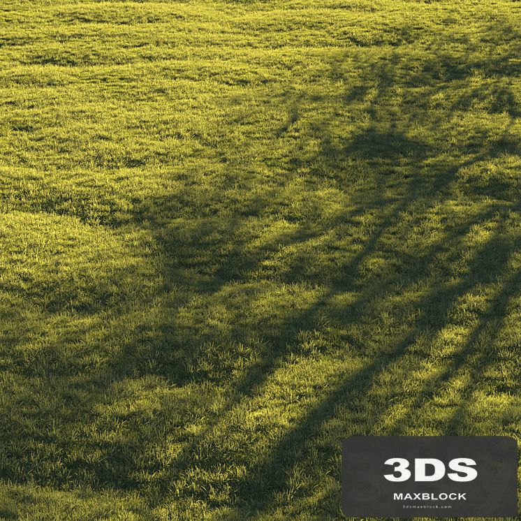 Lawn grass