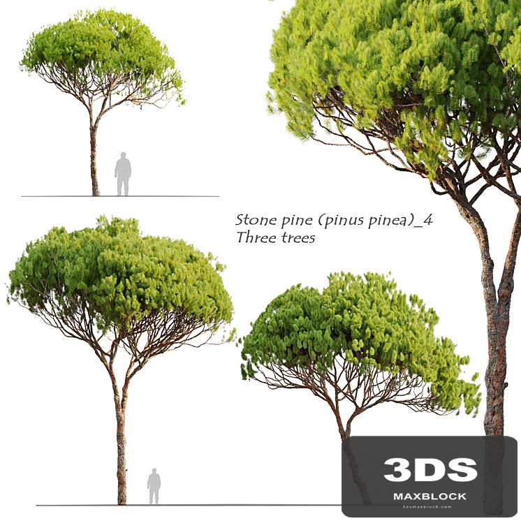 Stone pine_4 (Pinus pinea)