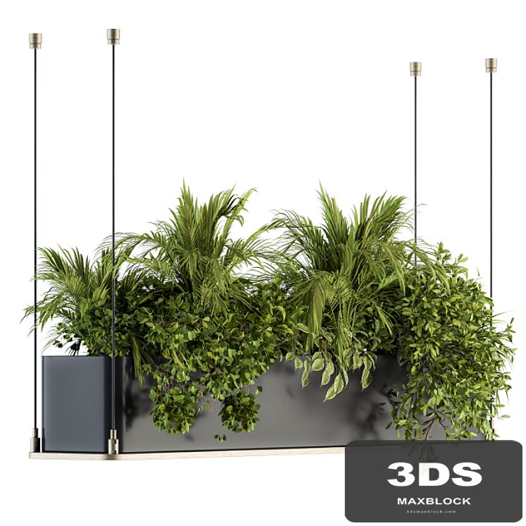 indoor Plant Set 218 - Hanging Plants