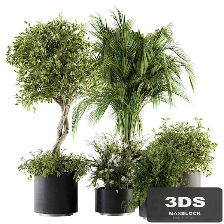 indoor Plant Set 222 - Plant Set in pot