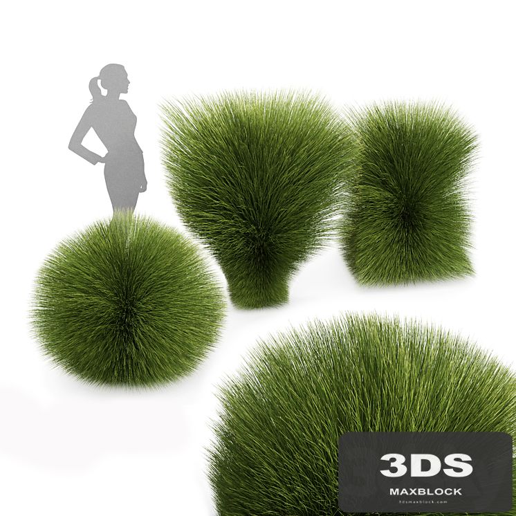 Maiden Grass Miscanthus sinensis Gracillimus Tuin Grassen