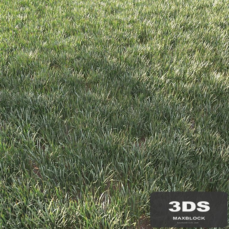 grass for landscape 11