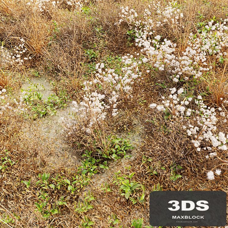 Dry meadow