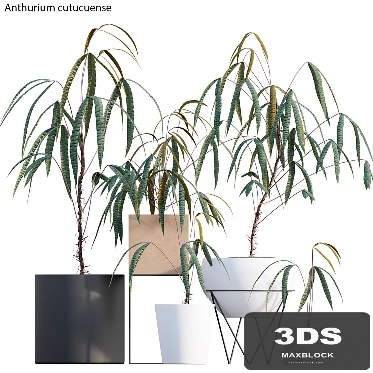 Anthurium cutucuense
