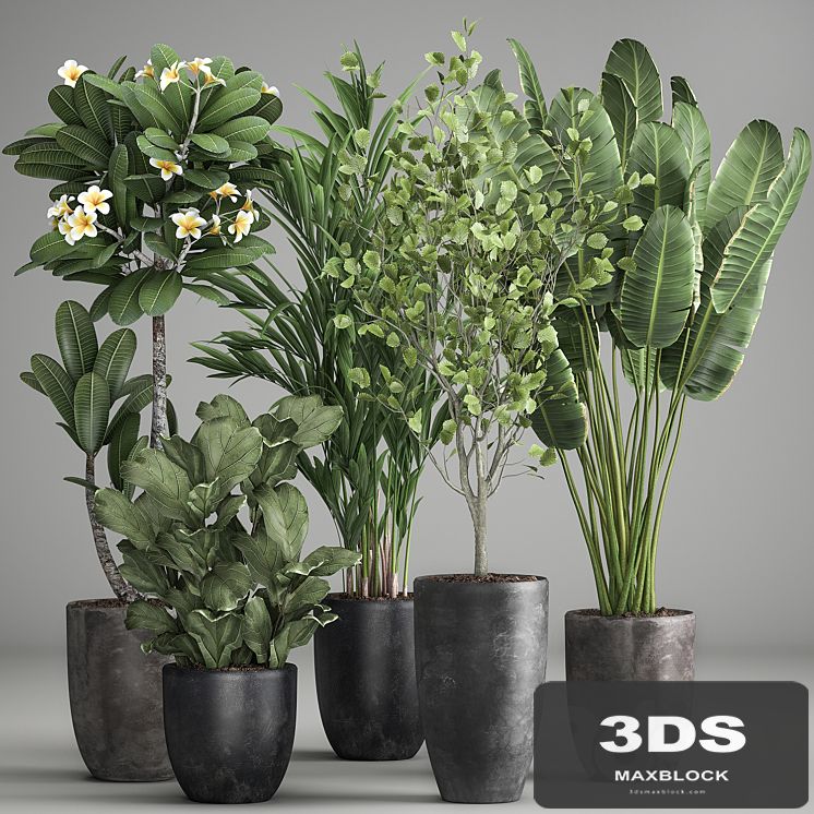 Collection of plants in black pots Strelitzia, tree, ficus, Plumeria, banana palm. Set 984.