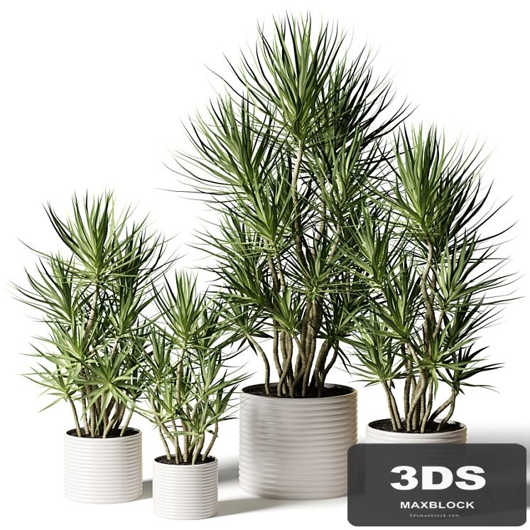Dracaena in assortment