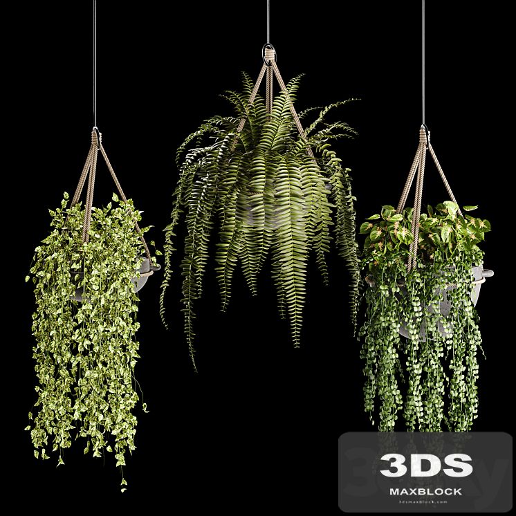 Indoor plant collection 02