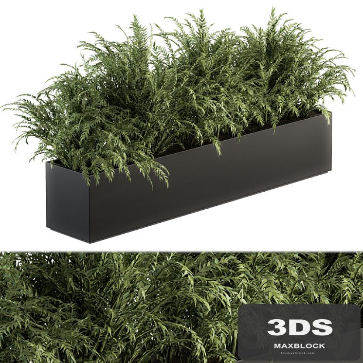 Outdoor Plant Set 232 - Polypodiales in Plant Box