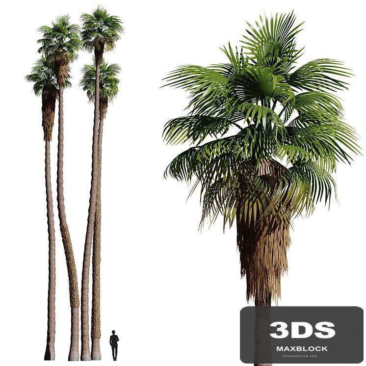 Set of California fan palm trees (Washingtonia palms)