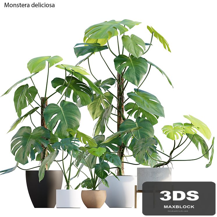 Monstera deliciosa