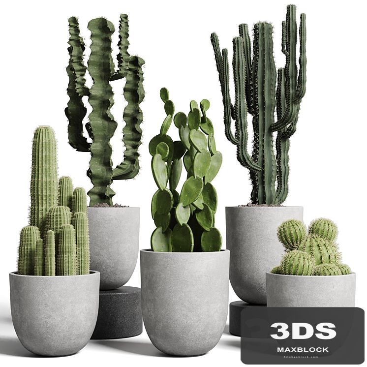 cactus pot collection indoor plant 62 concrete vase