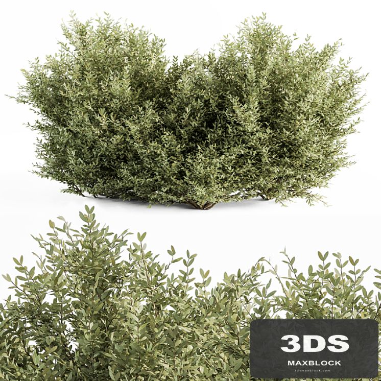 Buxsus Leaf Bush - Bush Set 27