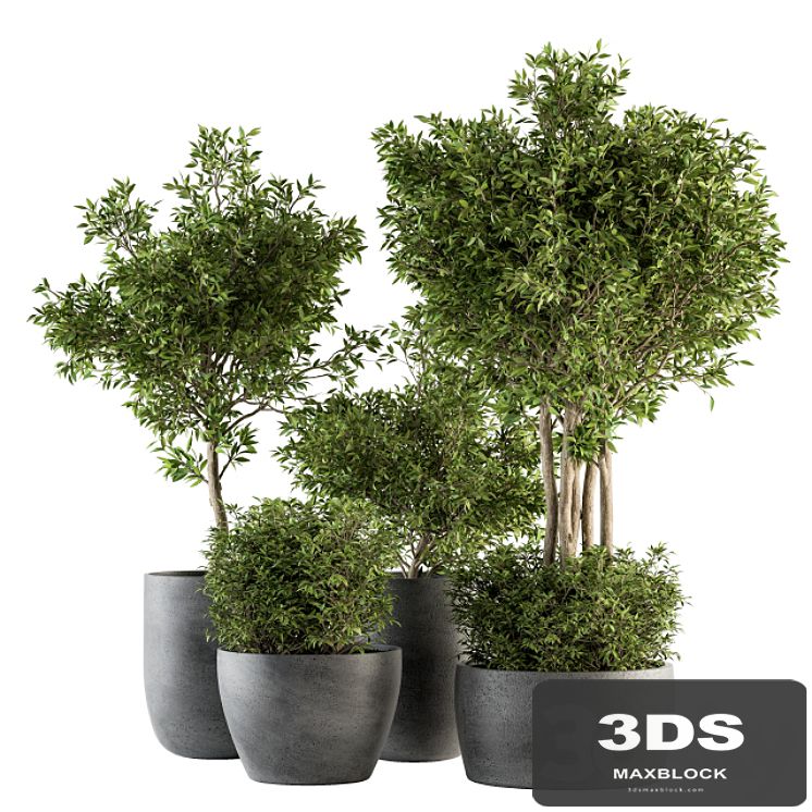 Outdoor Plant Set 223 - Plant in Pot Set