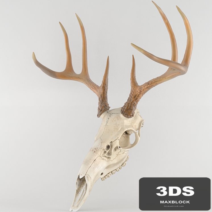 Deer deer skull scull