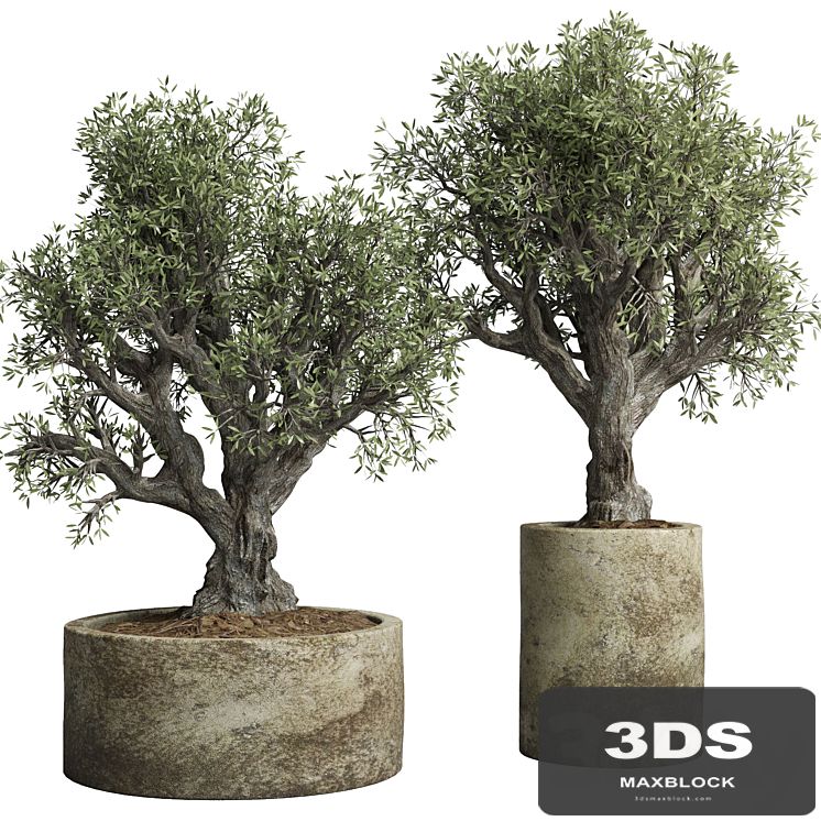 Collection outdoor plant 38 pot old olive tree concrete old vase