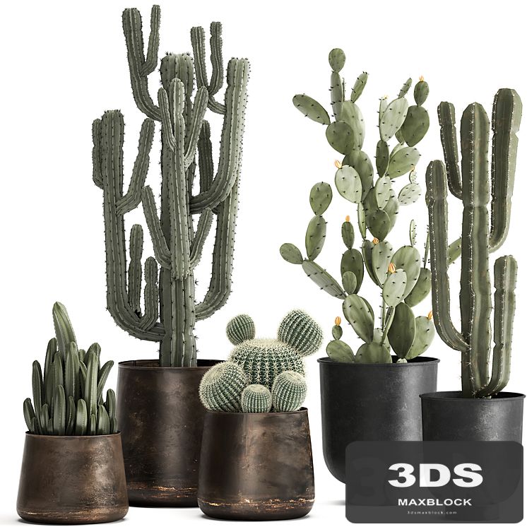 Collection of Cacti plants in metal rusty pots of Prickly pear, Carnegie, round cactus. Set 992.