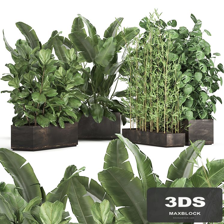 Collection of thickets of plants in metal pots with Strelitzia, flowerbed, bamboo, ficus, monstera, banana. Set 993