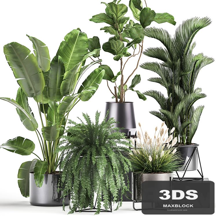 Collection of plants in modern luxury pots with Ficus Lirata, fern, palm, top, Ravenala, Strelitzia. Set 996.