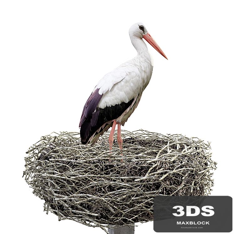 Stork