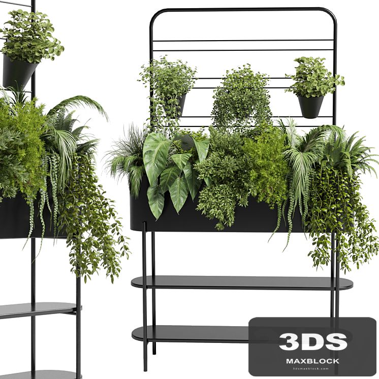 Collection Indoor plant 69 Auckland Black Metal Flower Box plant ivy fern pots